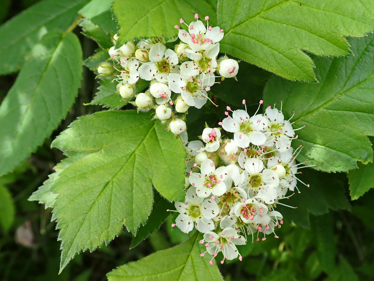 Image of Crataegus maximowiczii specimen.