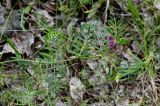 Vicia angustifolia