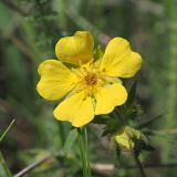 Potentilla humifusa