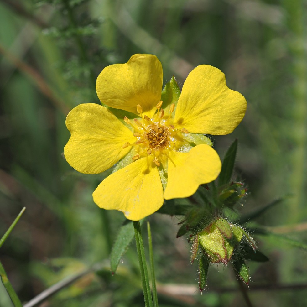 Изображение особи Potentilla humifusa.