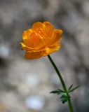 Trollius asiaticus