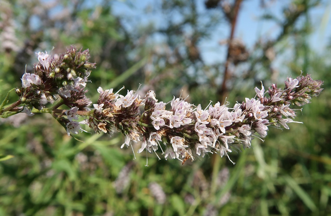 Изображение особи Mentha spicata.