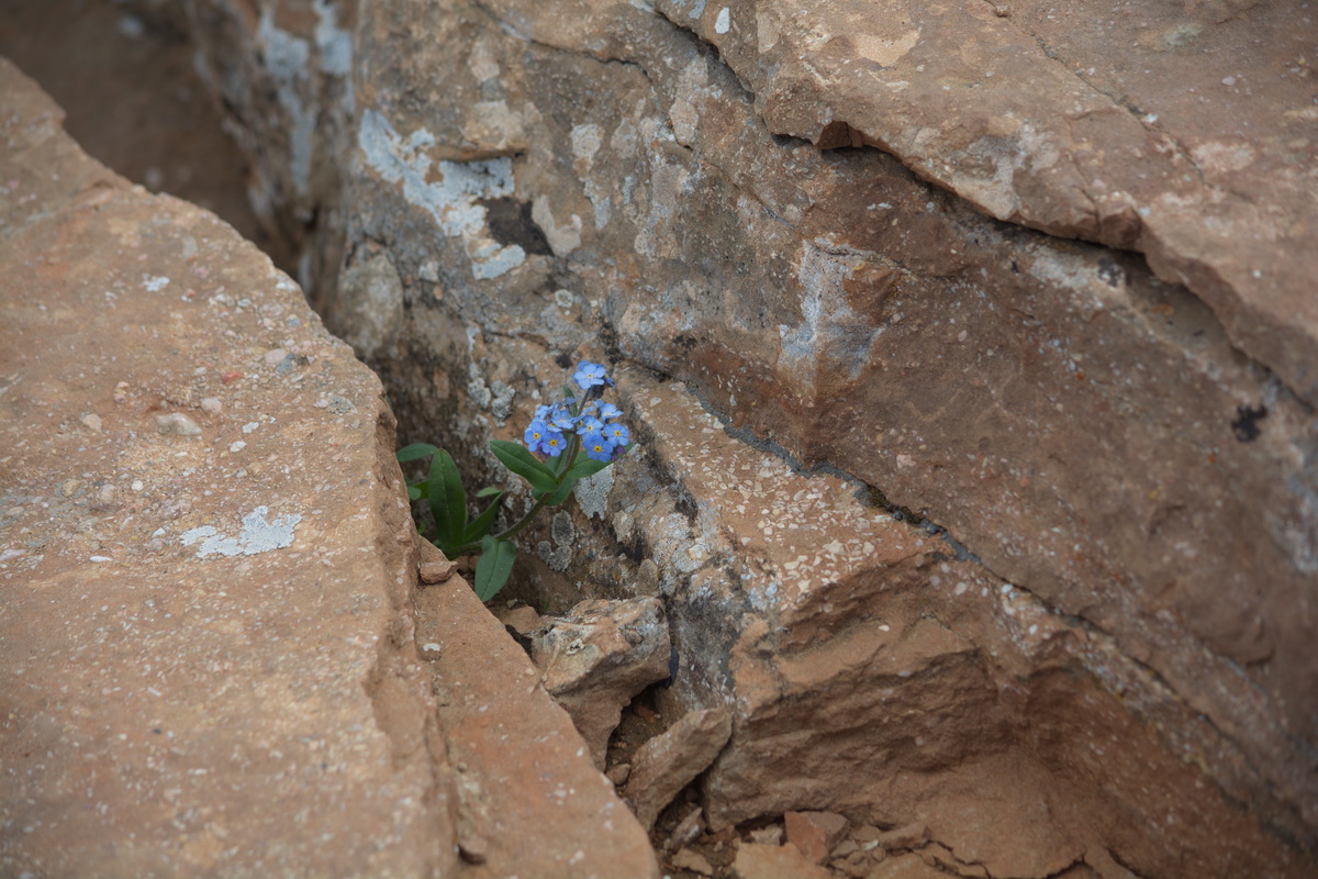 Изображение особи Myosotis alpestris.