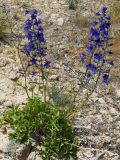 Delphinium brunonianum