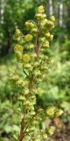 Artemisia maximovicziana