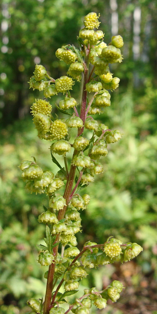 Image of Artemisia maximovicziana specimen.