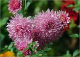 Chrysanthemum indicum