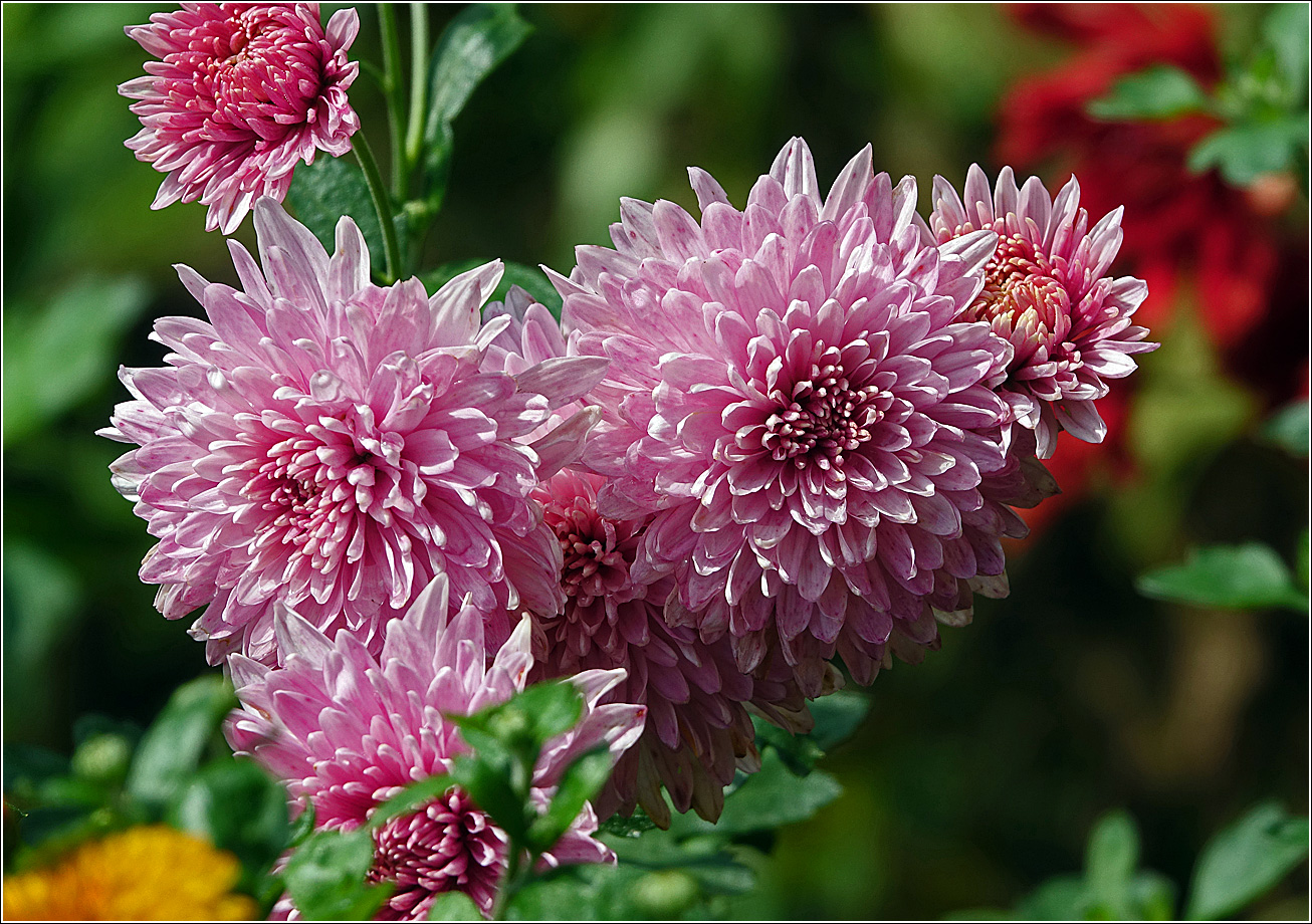 Image of Chrysanthemum indicum specimen.