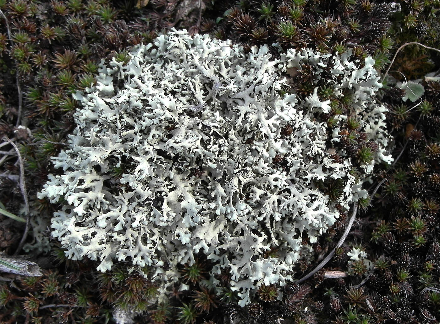 Image of Xanthoparmelia vagans specimen.