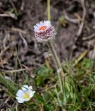 Erigeron lachnocephalus