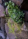 Draba borealis