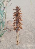 Orobanche coerulescens. Сухое отплодоносившее растение в сообществе с Dianthus versicolor. По видимому, паразитирует на полыни (Artemisia sp.). Республика Саха (Якутия), Хангаласский улус, Мальжагарский 2-й наслег, правый берег р. Лена, тукулан Кумыс-Самага. 31.07.2023.