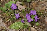 Viola hirta. Цветущее растение. Чувашия, Шемуршинский р-н, Национальный парк \"Чаваш вармане\". 12 апреля 2008 г.