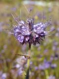 Phacelia tanacetifolia. Верхушка побега с соцветием. Магаданская обл., окр. г. Магадан, мкр-н Автодром, частное подворье. 14.09.2017.