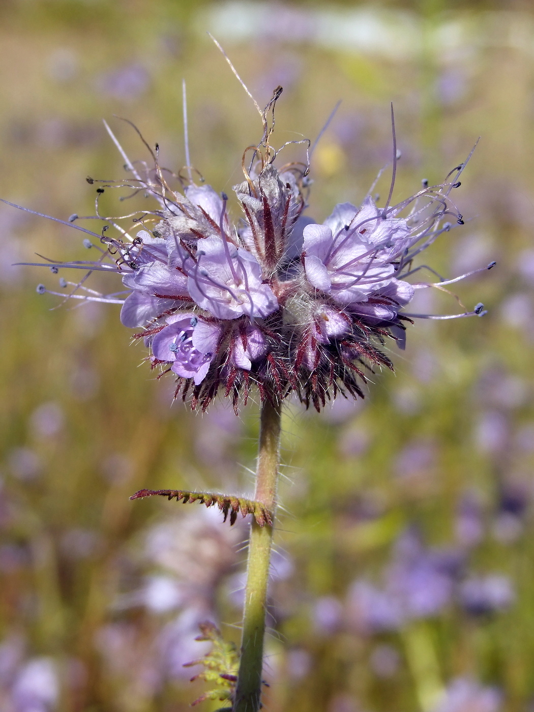 Image of Phacelia tanacetifolia specimen.