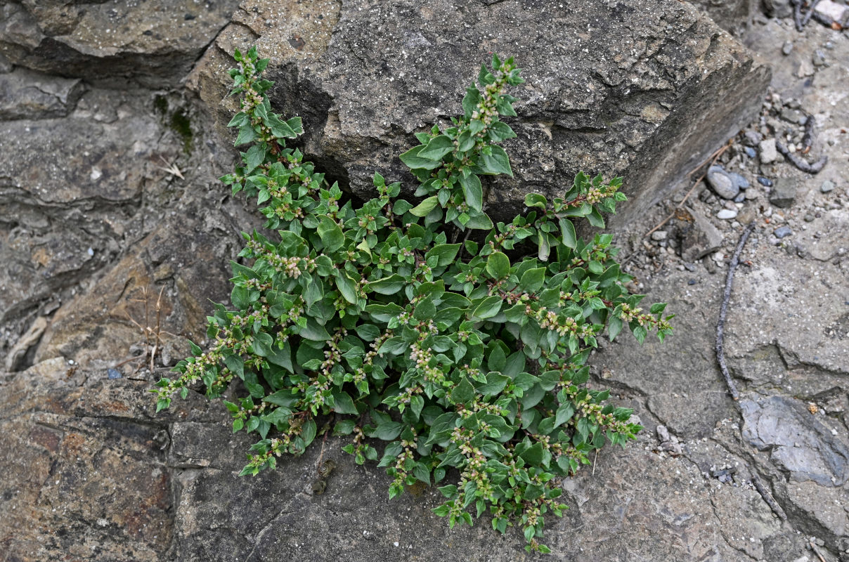 Image of Parietaria judaica specimen.