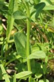 Veronica serpyllifolia