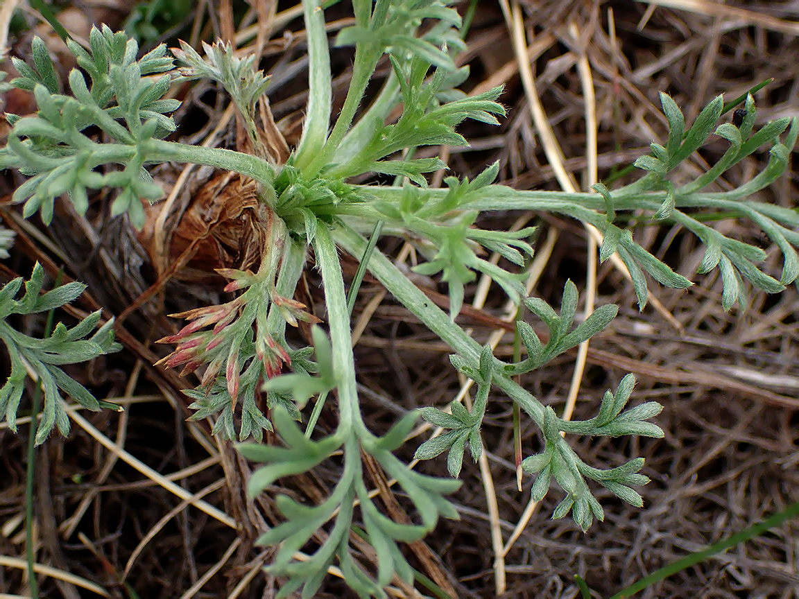 Изображение особи род Artemisia.