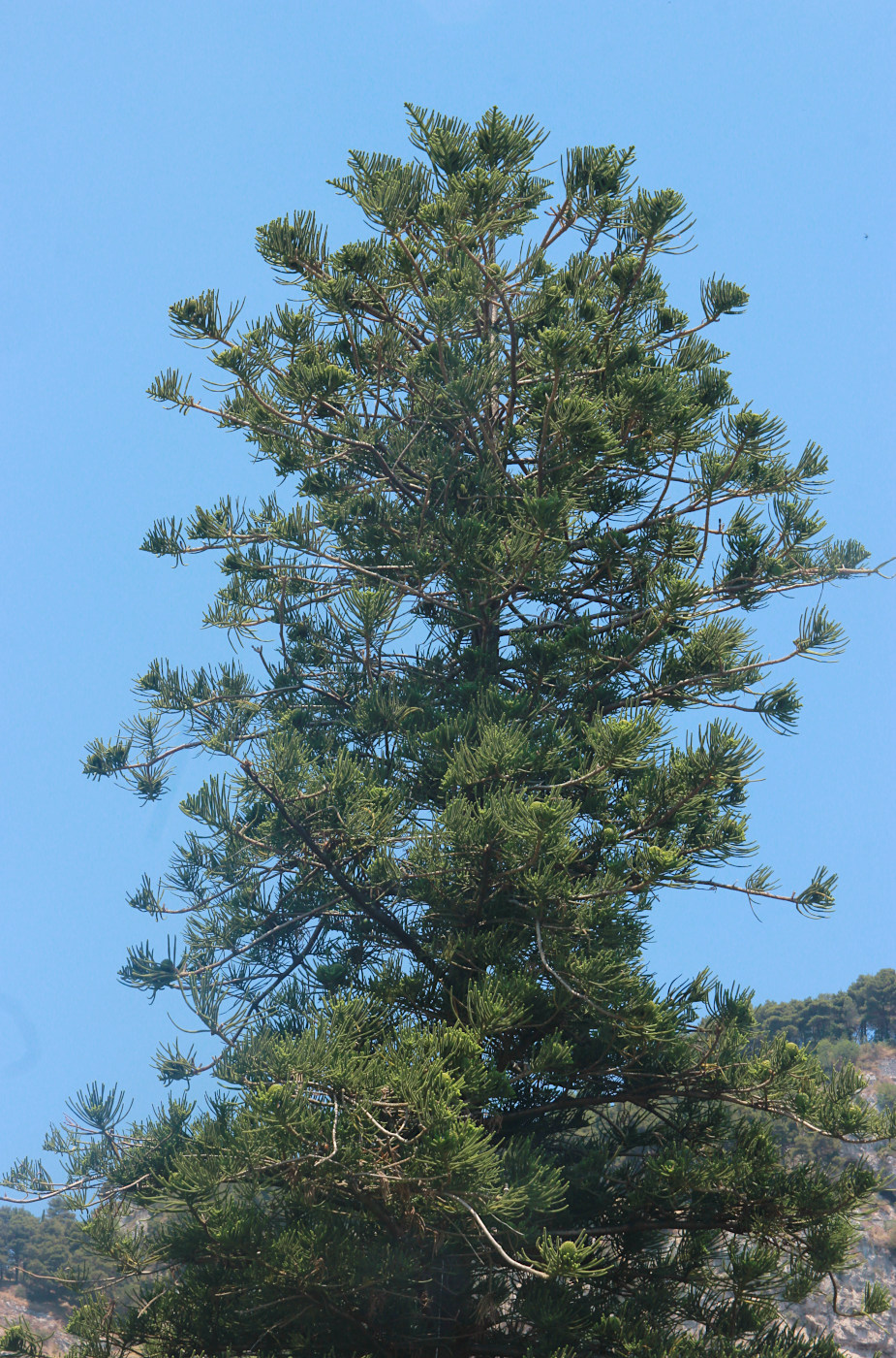Изображение особи Araucaria heterophylla.