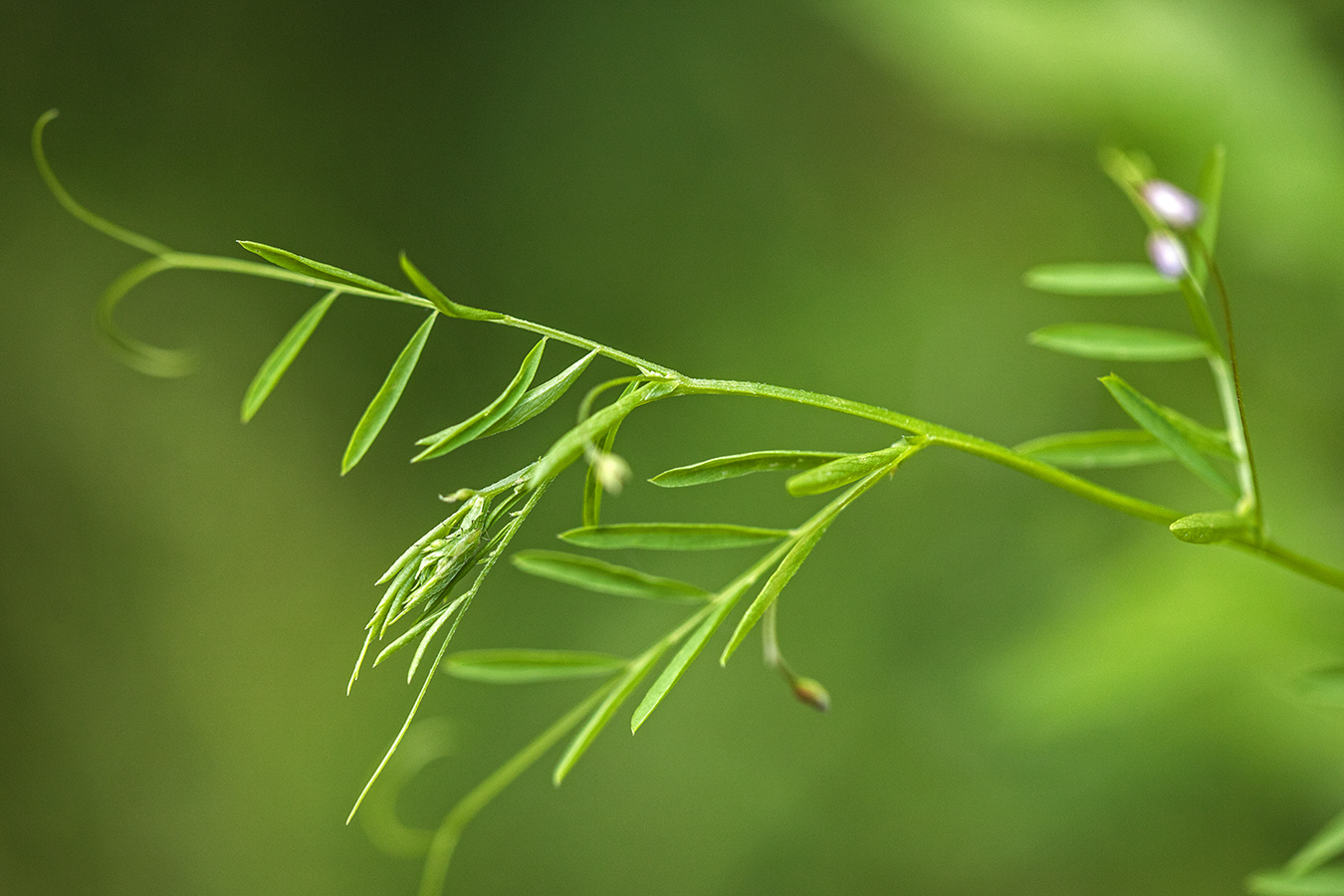 Изображение особи Vicia tetrasperma.