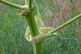 Ferula varia. Часть стебля и влагалища листьев с основаниями пазушных побегов. Казахстан, Алматинская обл., юго-зап. шлейф Джунгарского Алатау, правая сторона дол. р. Или ниже вдхр. Капчагай, ур. Тамгалы, степной склон долины. 28 апреля 2024 г.