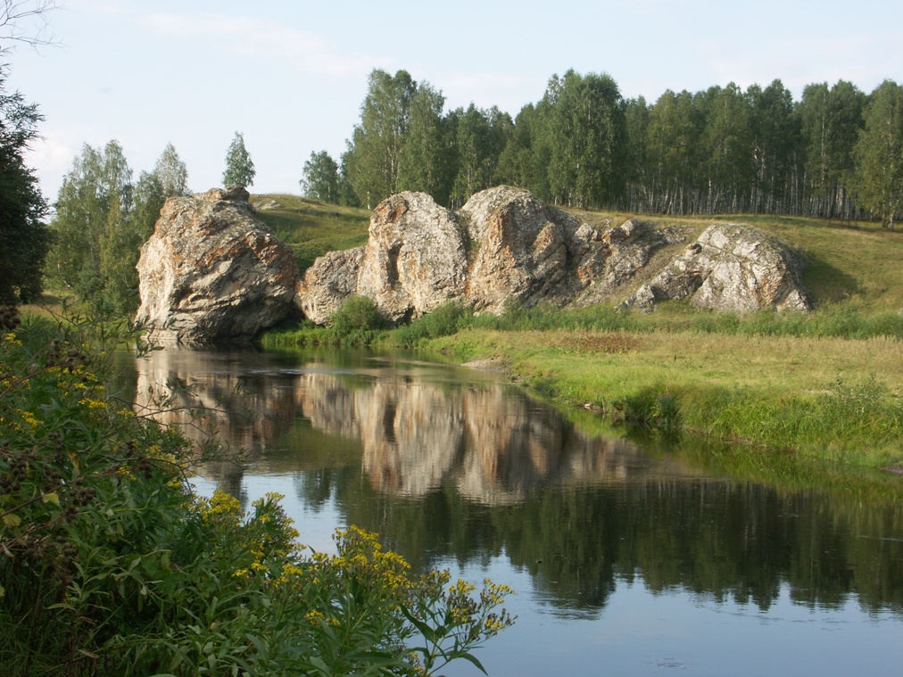 Изображение особи Senecio sarracenicus.