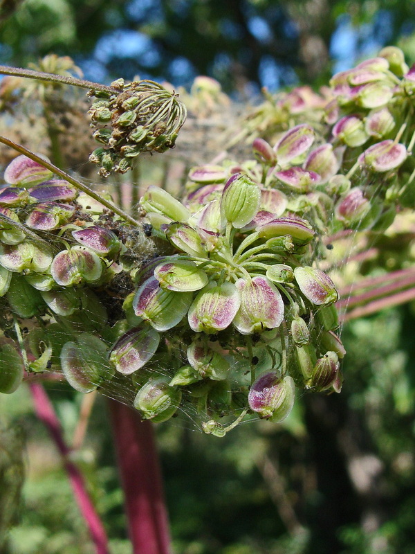 Image of Angelica cincta specimen.