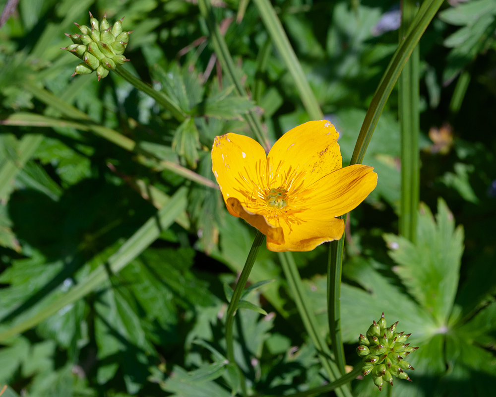 Image of Trollius riederianus specimen.