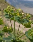 Euphorbia iberica