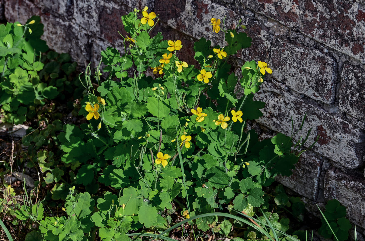 Изображение особи Chelidonium majus.