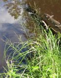 Agrostis gigantea. Растения в стадии плодоношения в куртине с осокой острой и двукисточником. Владимирская обл., Гусь-Хрустальный р-н, Национальный парк Мещера, р. Бужа. 11.08.2009.