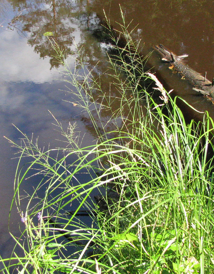 Image of Agrostis gigantea specimen.