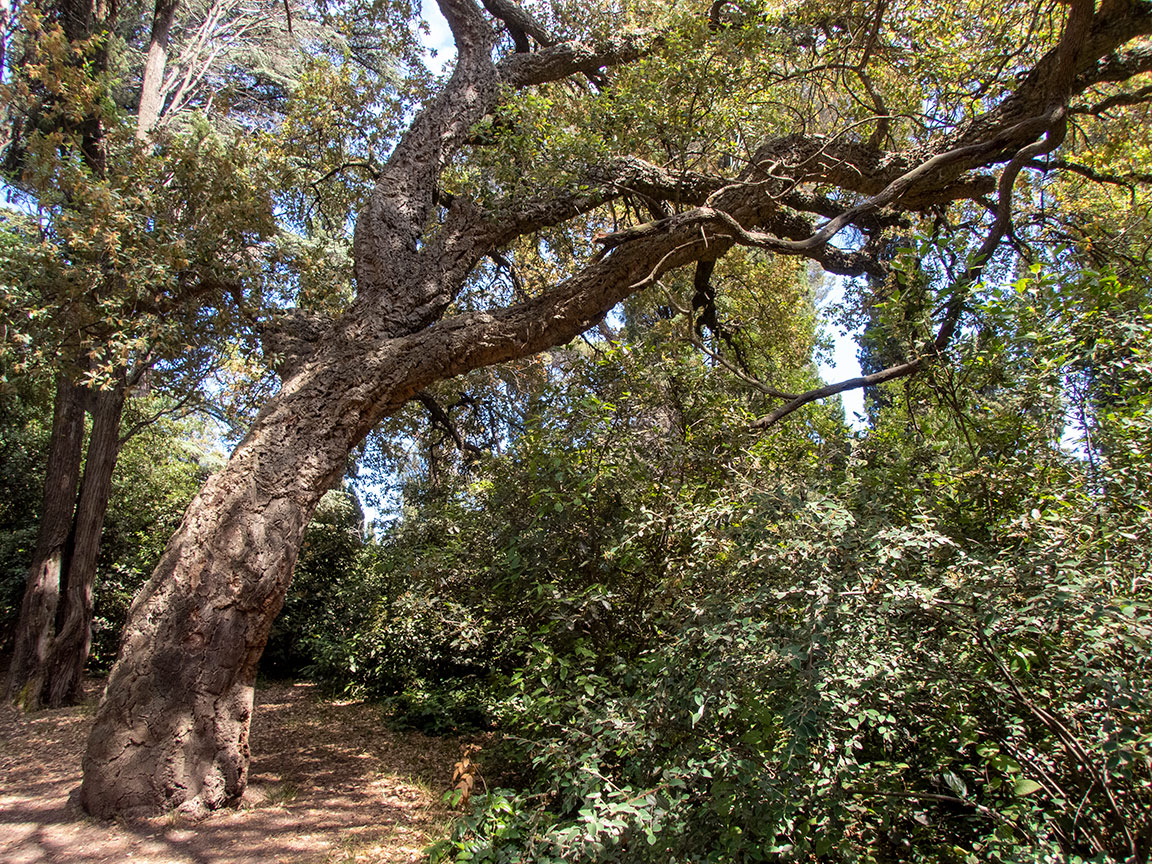 Изображение особи Quercus suber.