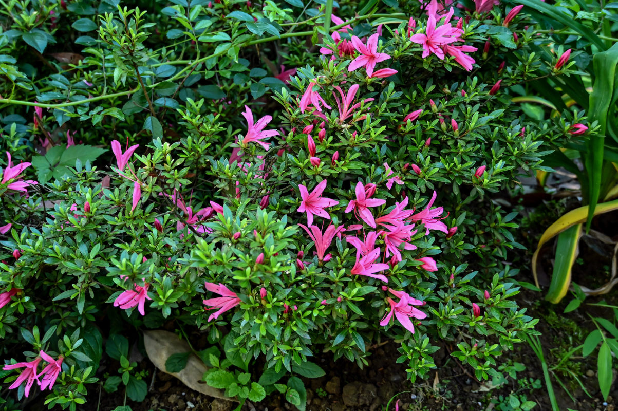 Изображение особи род Rhododendron.