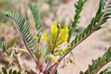 Astragalus rubtzovii. Верхушка растения с соцветием. Казахстан, Алматинская обл., Северный Тянь-Шань, дол. р. Кегень, пески Кум-Текей, ≈ 2000 м н.у.м., барханные пески. 26 июля 2024 г.