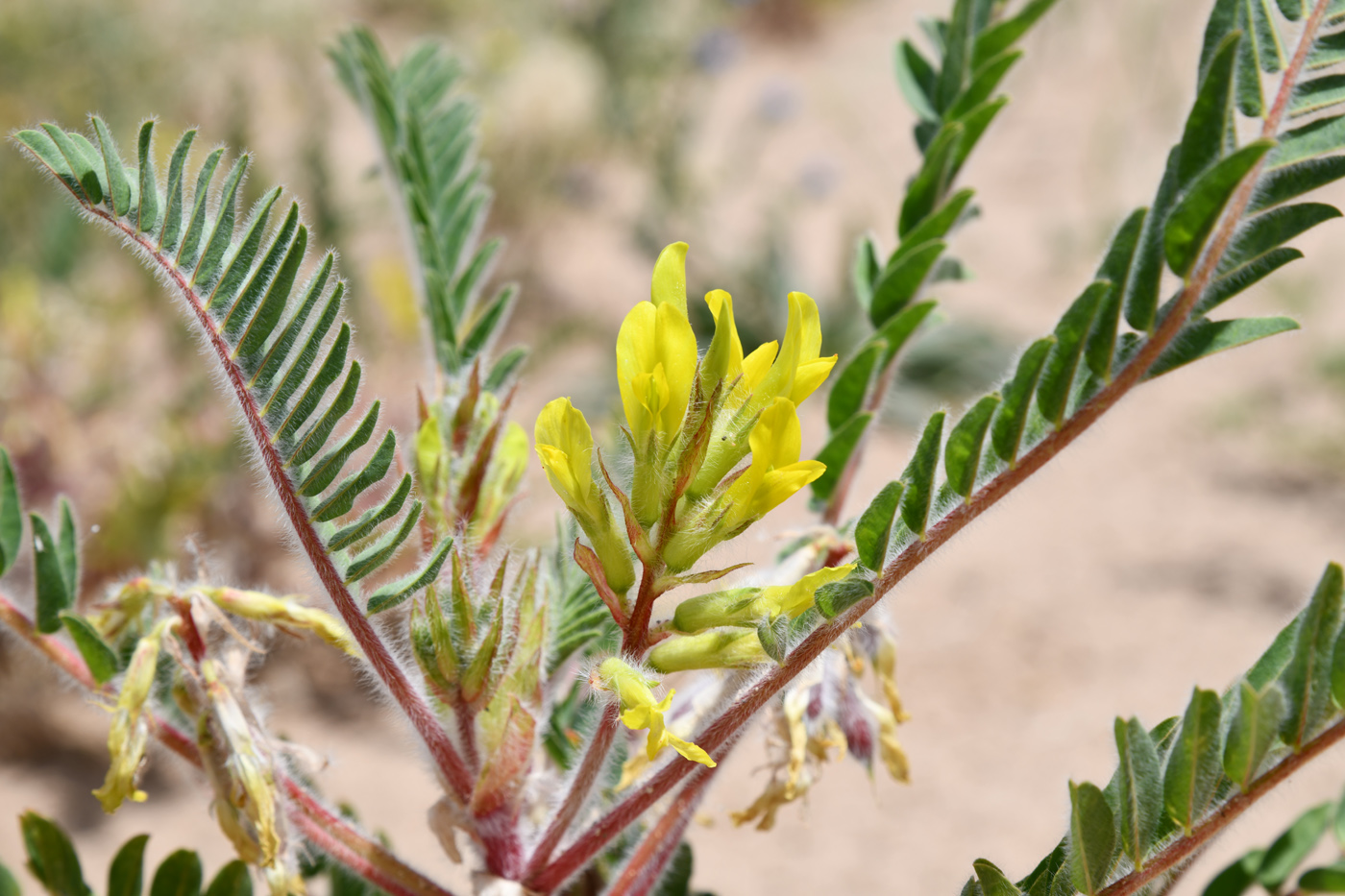 Изображение особи Astragalus rubtzovii.