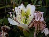 Capparis herbacea
