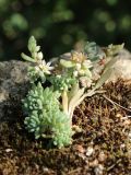Sedum hispanicum
