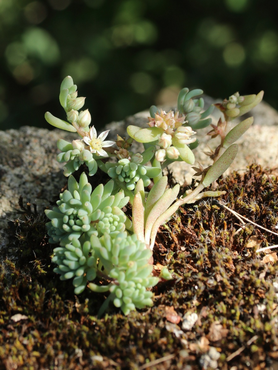 Image of Sedum hispanicum specimen.