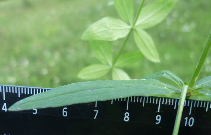 Image of Galium physocarpum specimen.