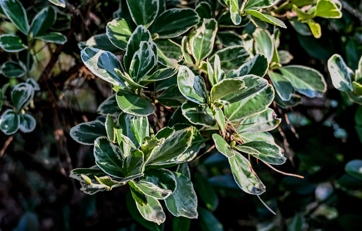 Изображение особи Euonymus japonicus.