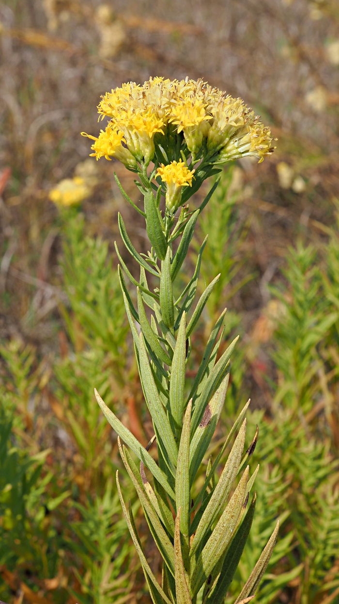 Image of Galatella biflora specimen.