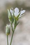 Minuartia euxina