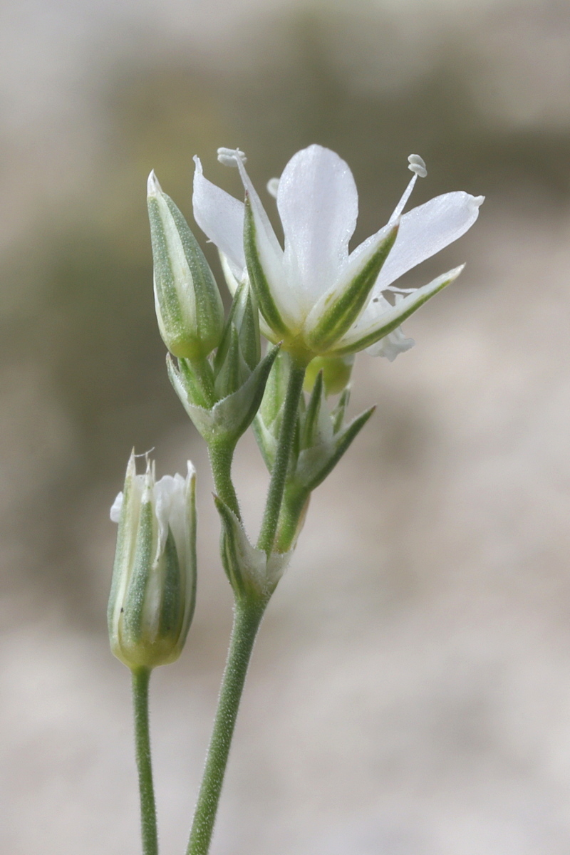 Image of Minuartia euxina specimen.