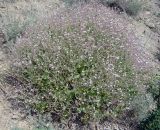 Bolbosaponaria fedtschenkoana