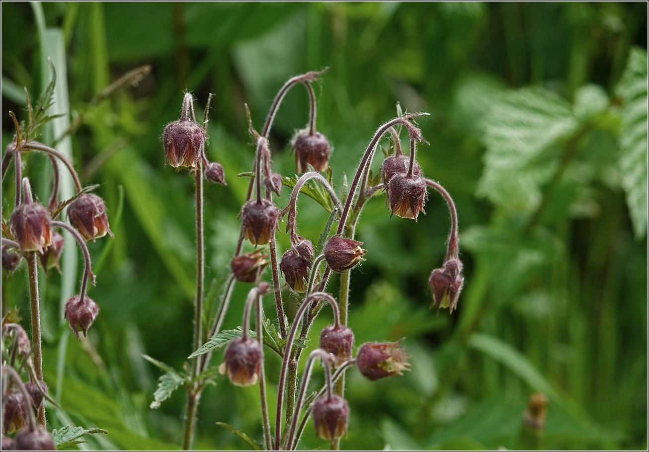 Image of Geum rivale specimen.