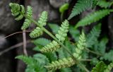 Deparia petersenii