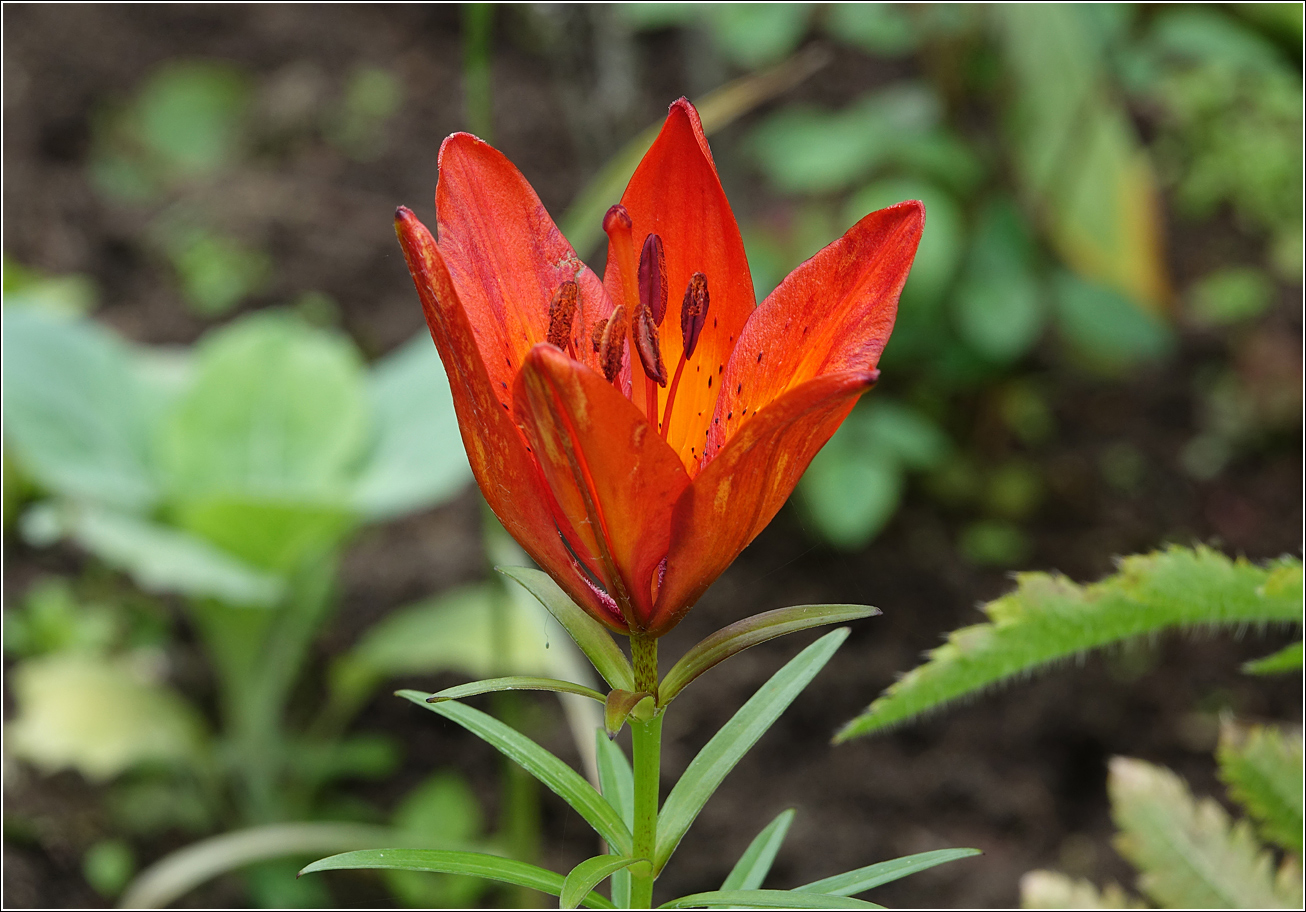 Image of Lilium pensylvanicum specimen.