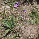 Campanula wolgensis