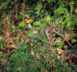 Orobanche hederae